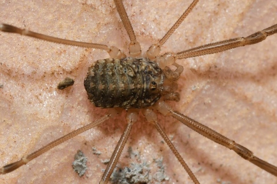 Opilio saxatilis
