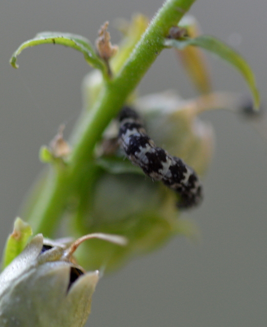 Eupithecia linariata - vonalas törpearaszoló