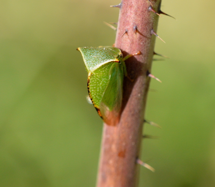 Stictocephala bisonia - bivalykabóca