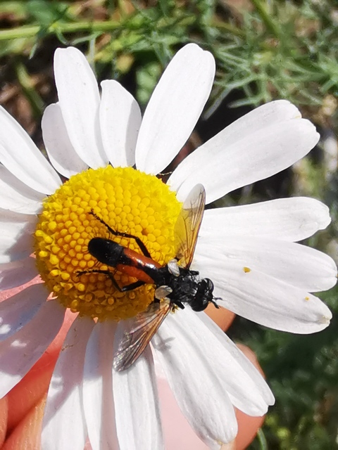 Cylindromyia