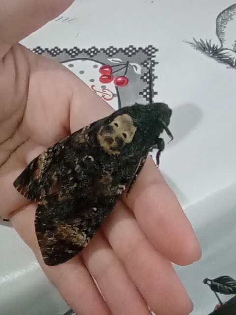 Acherontia atropos - halálfejes lepke