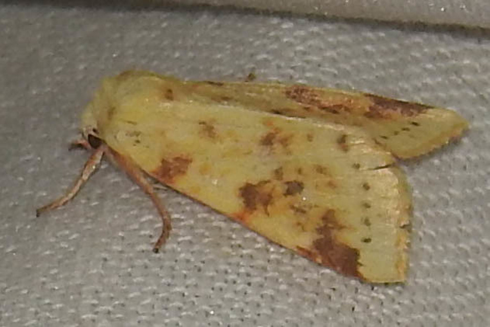 Cirrhia icteritia - nyárfa-sárgabagoly