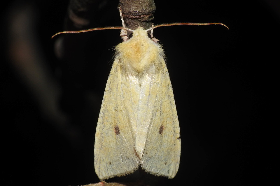 Cirrhia icteritia - nyárfa-sárgabagoly
