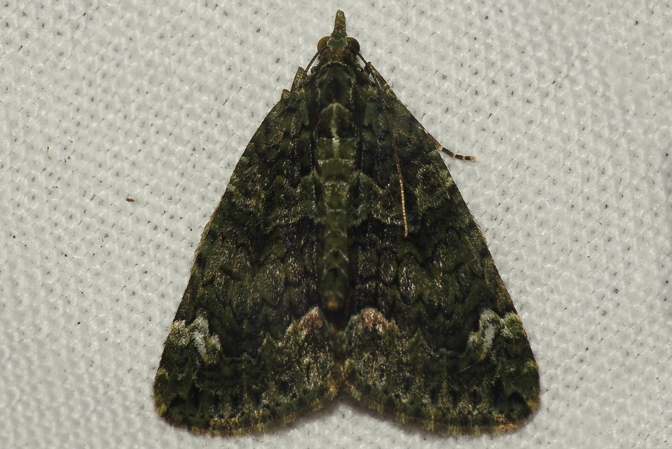 Chloroclysta siterata - salátazöld araszoló