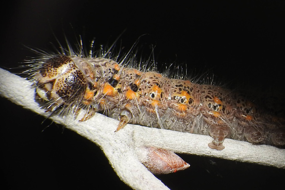 Clostera curtula - rövidszárnyú levélszövő