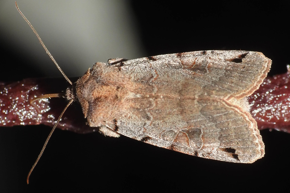 Anchoscelis litura - tarka őszibagoly