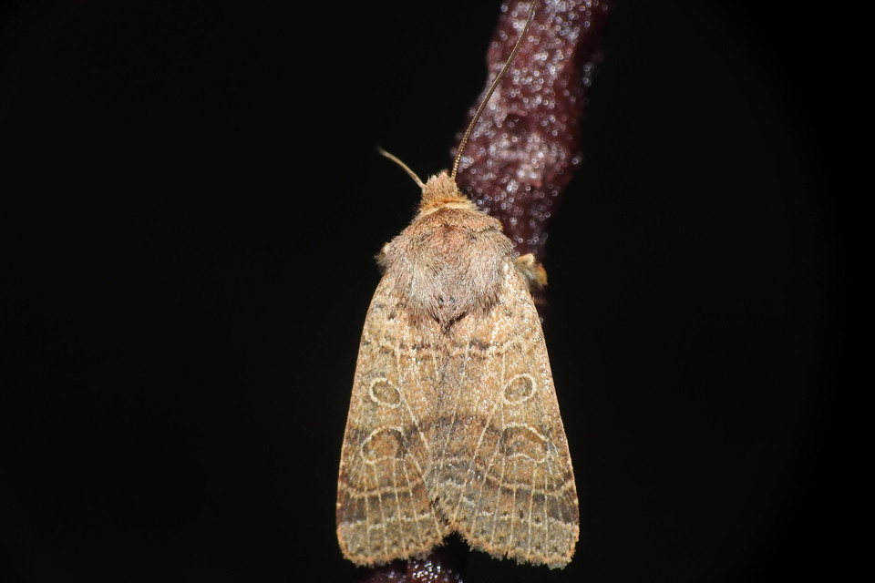 Anchoscelis nitida - rozsdabarna őszibagoly
