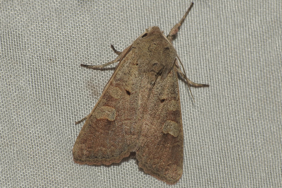 Ammoconia caecimacula - szürke őszibagoly