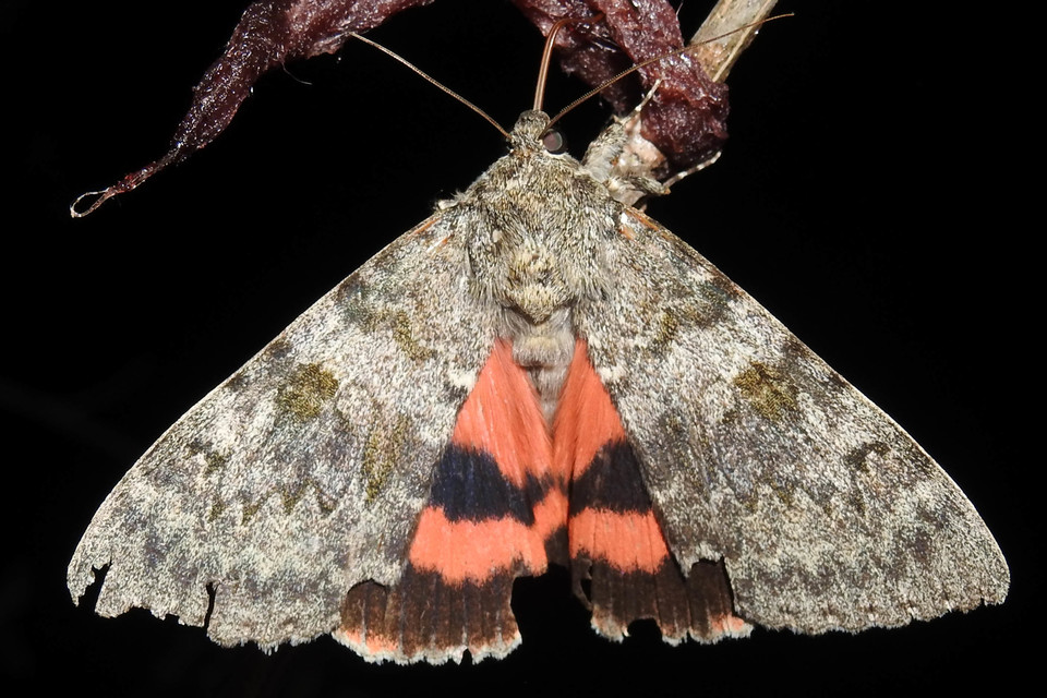 Catocala elocata - közönséges övesbagoly