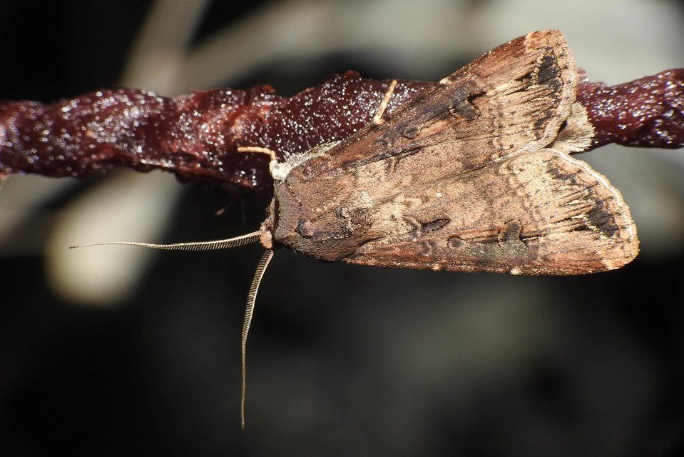 Agrotis ipsilon - nagy földibagoly