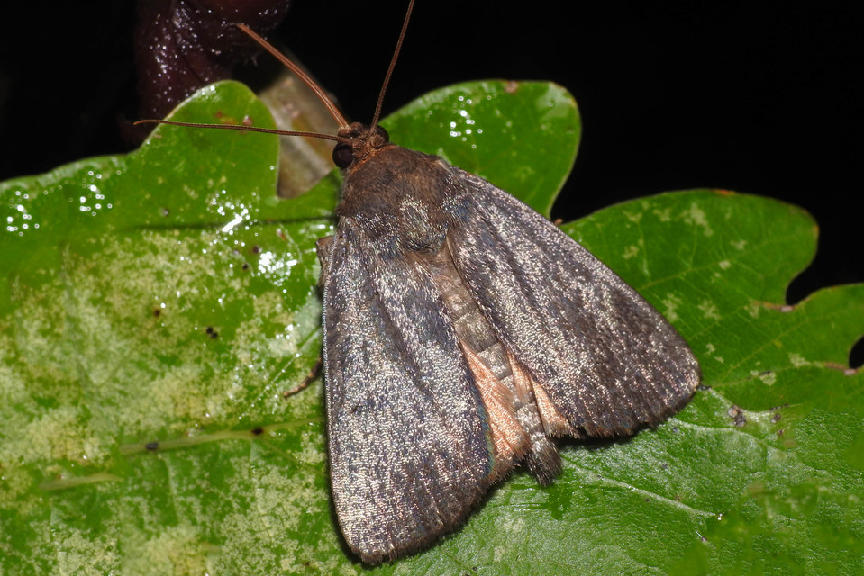 Amphipyra livida - zsírfényű bagoly