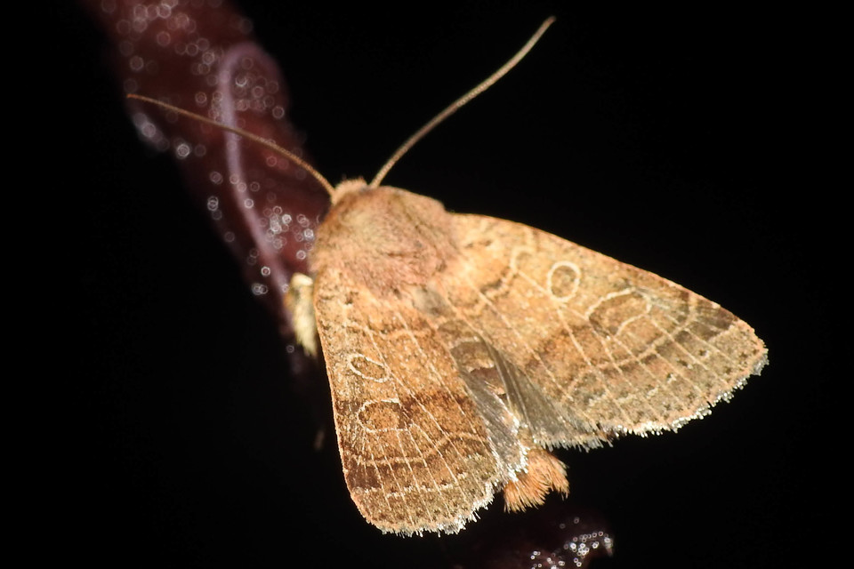 Anchoscelis nitida - rozsdabarna őszibagoly