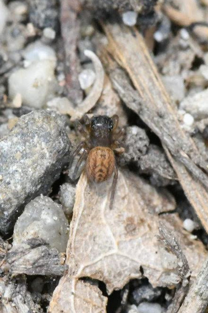Euophrys frontalis - háromszöges ugrópók