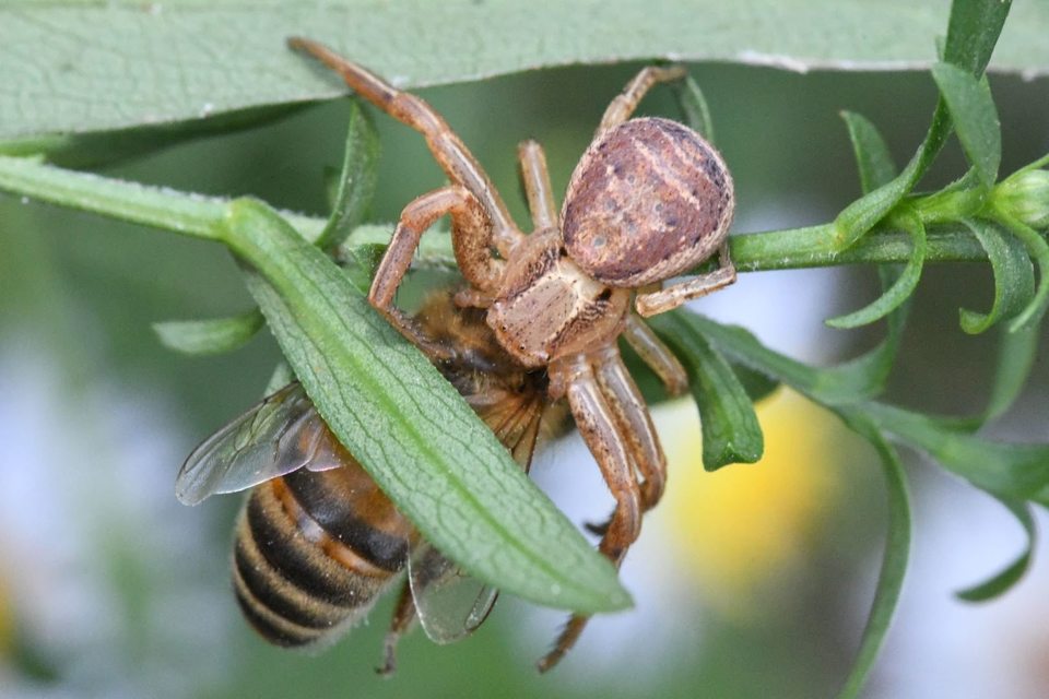 Xysticus ulmi - cserje-karolópók