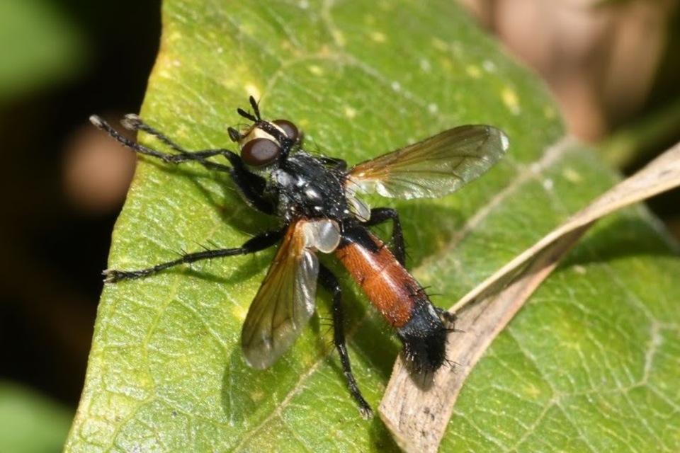 Cylindromyia intermedia