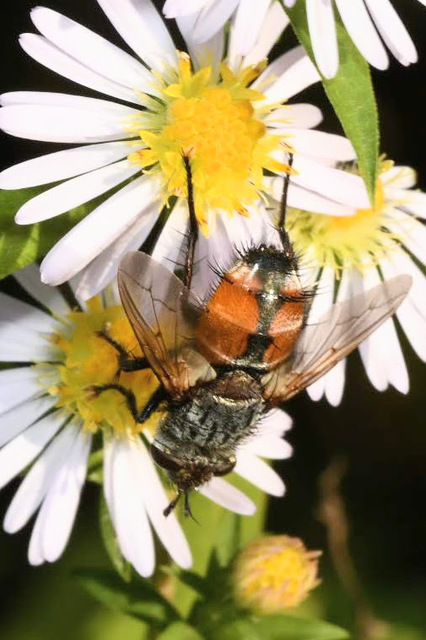 Peleteria rubescens
