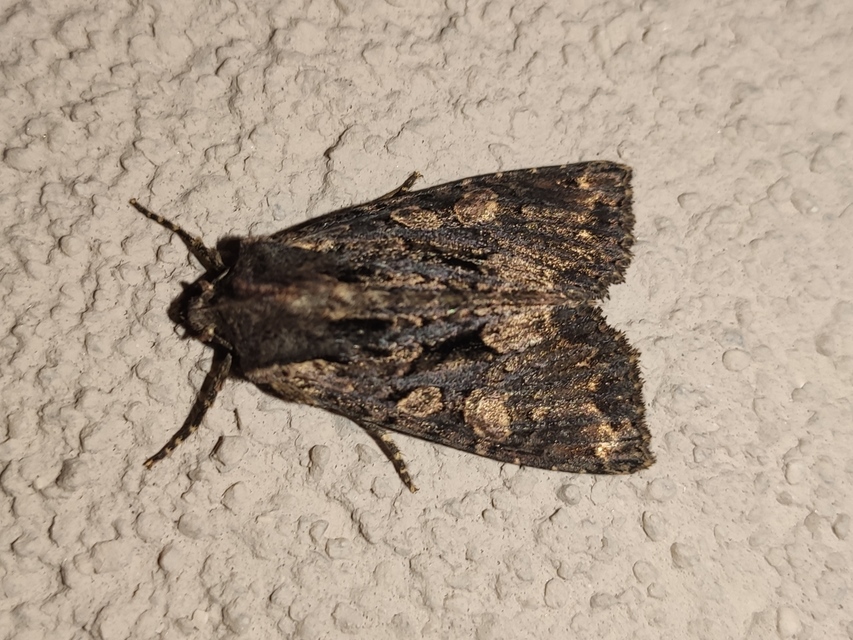 Blepharita satura - őszi porfírbagoly