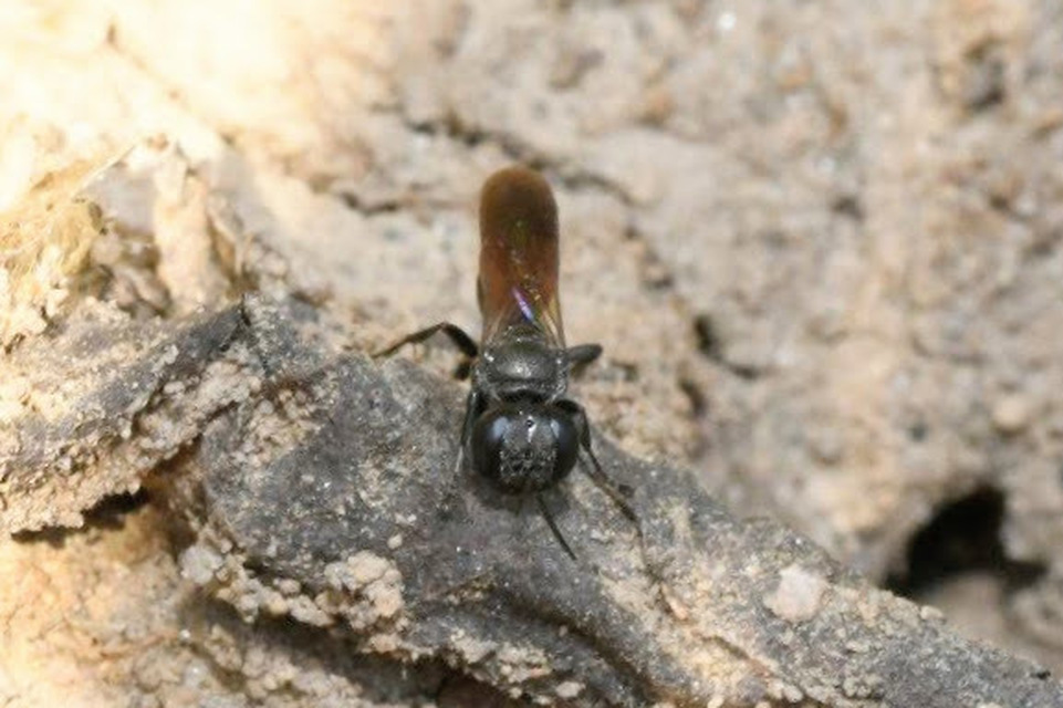 Miscophus
