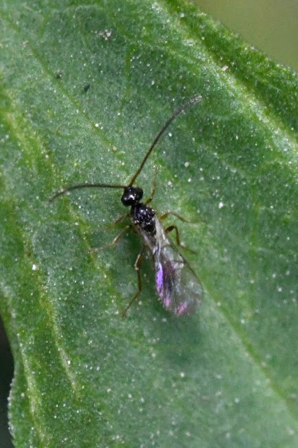 Braconidae - gyilkosfürkészek
