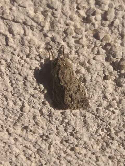 Asteroscopus sphinx - csillagnéző bundásbagoly
