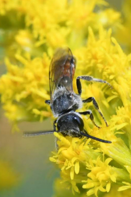 Lasioglossum