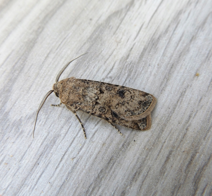 Agrotis segetum - vetési földibagoly