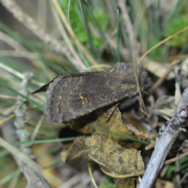Aporophyla lutulenta - sziki őszibagoly