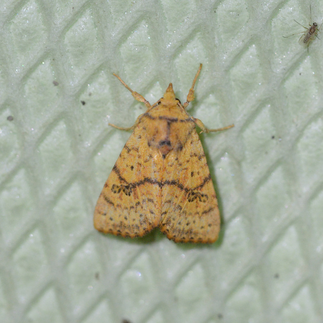 Tiliacea sulphurago - kénes sárgabagoly