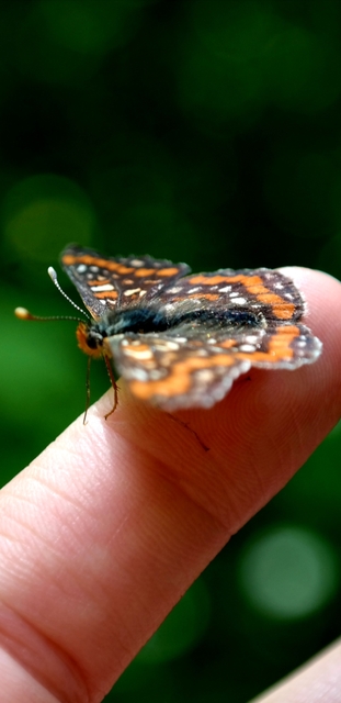 Euphydryas maturna - díszes tarkalepke