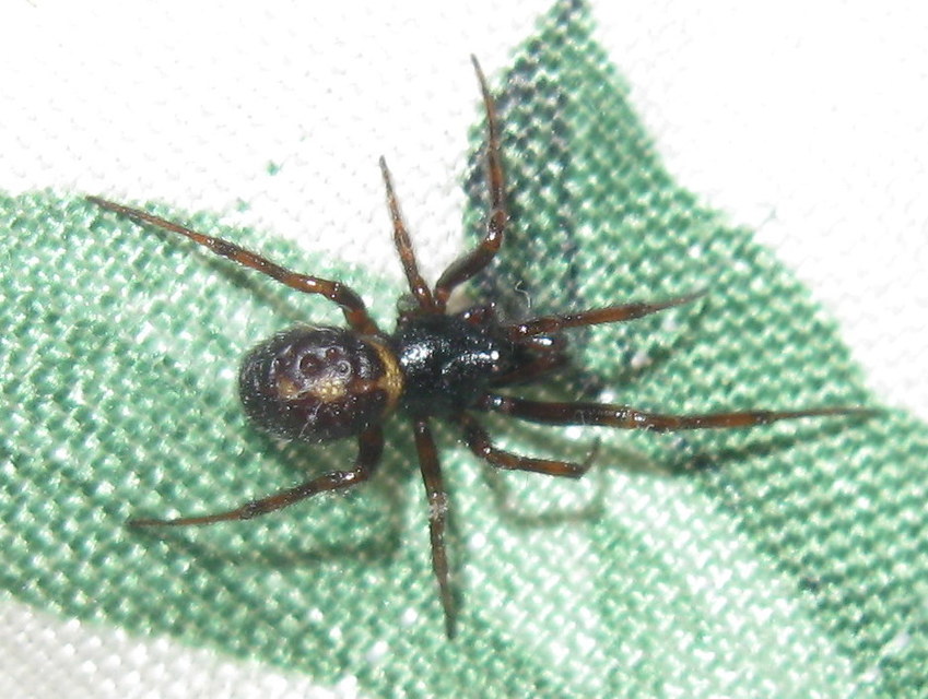 Steatoda bipunctata - kétpettyes faggyúpók