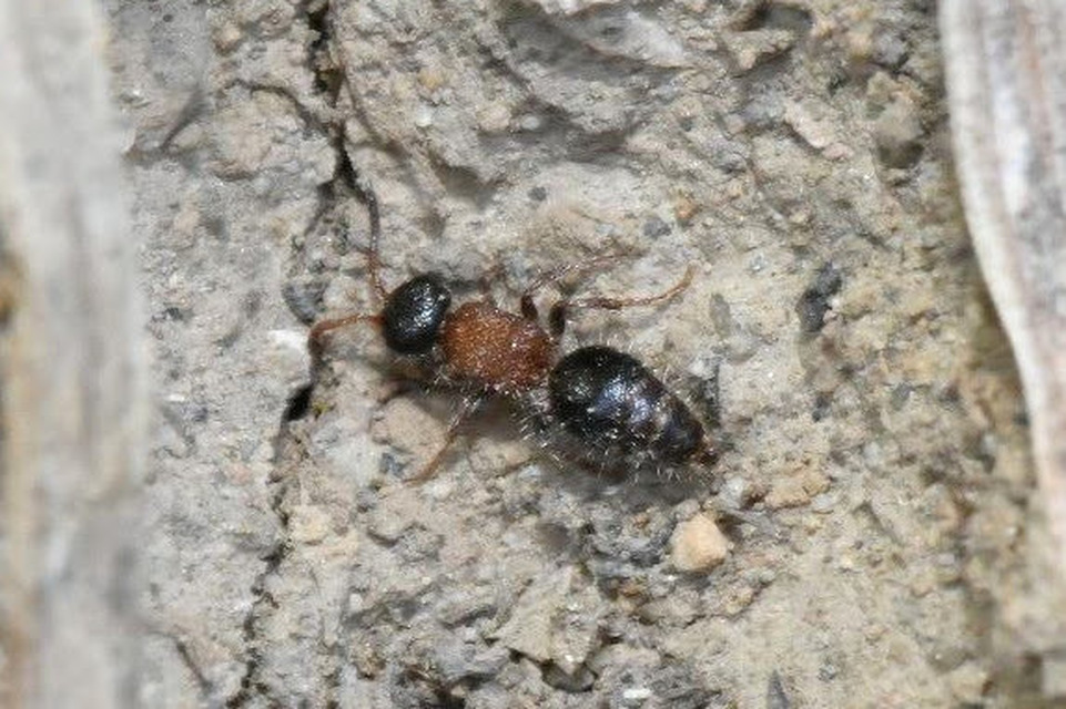 Smicromyrme