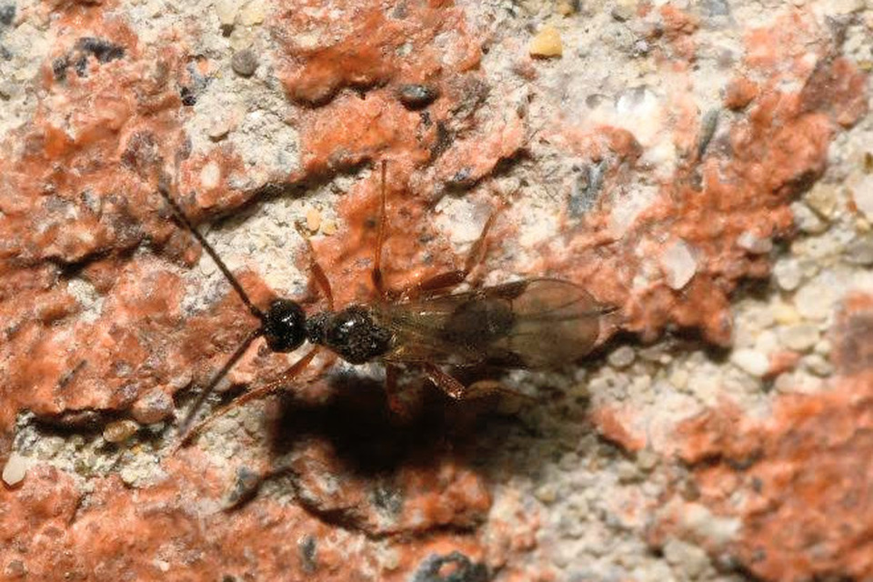 Braconidae - gyilkosfürkészek