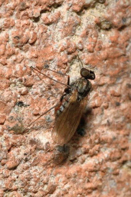 Medetera