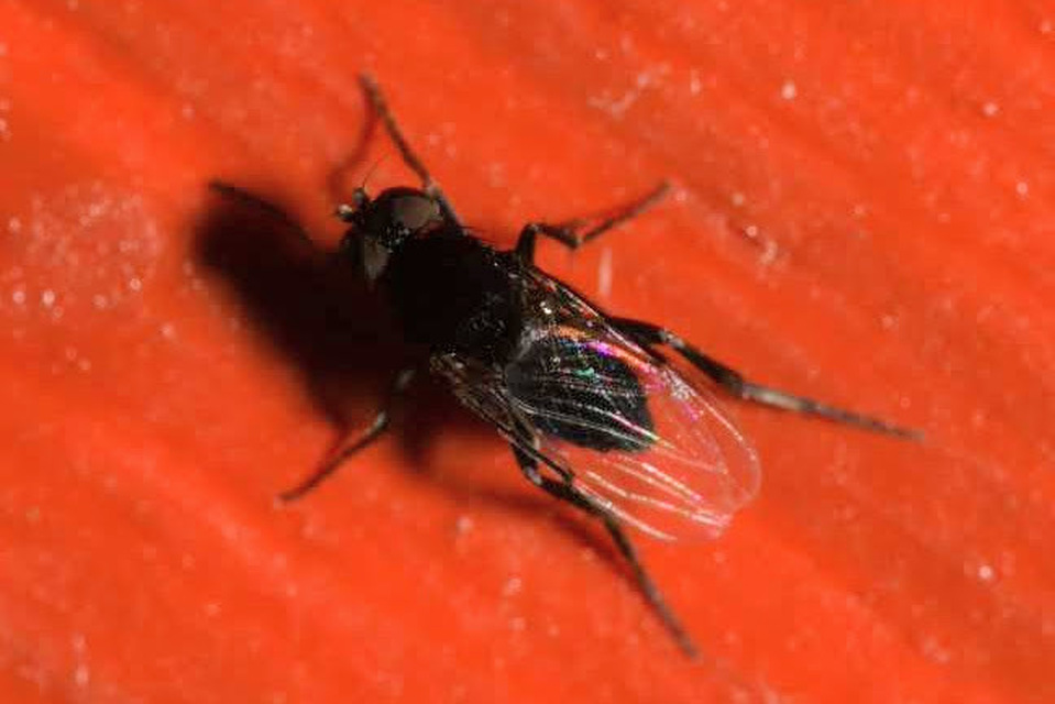 Phoridae - púposlégyfélék