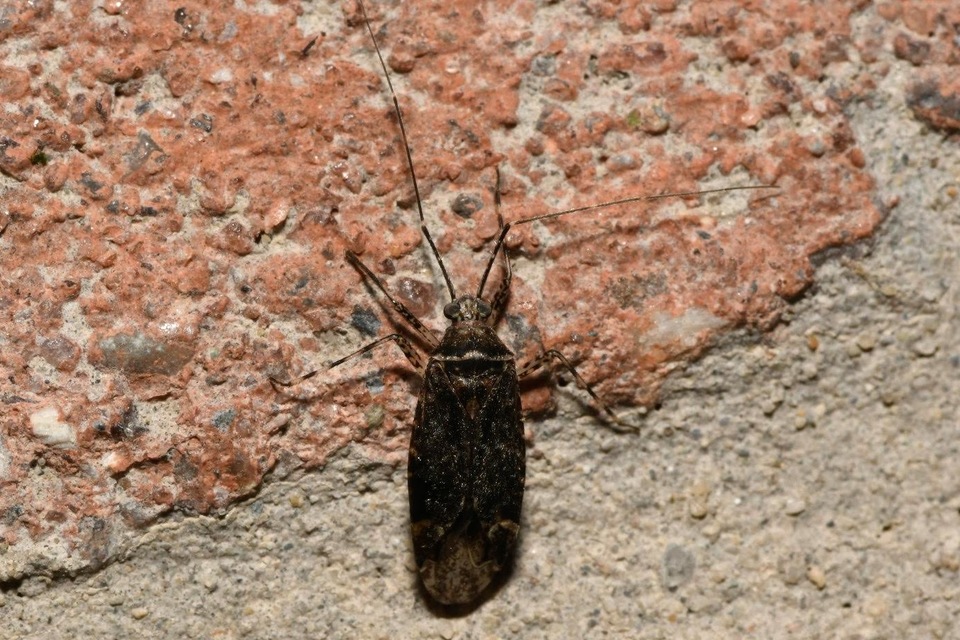 Phytocoris