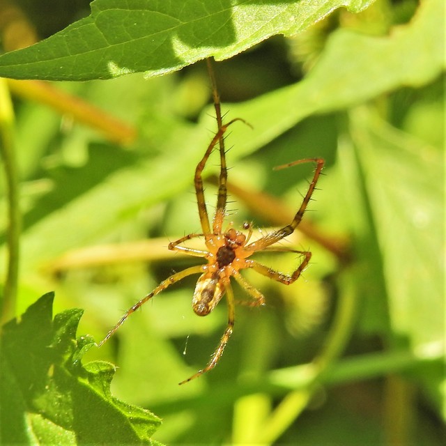 Metellina segmentata/mengei