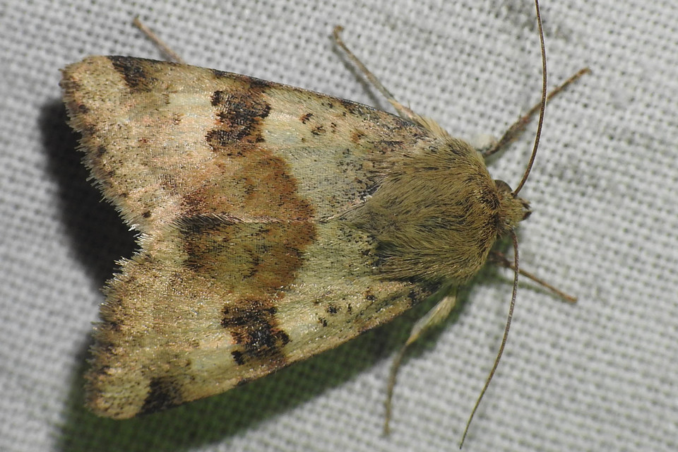 Heliothis viriplaca - mácsonyabagoly