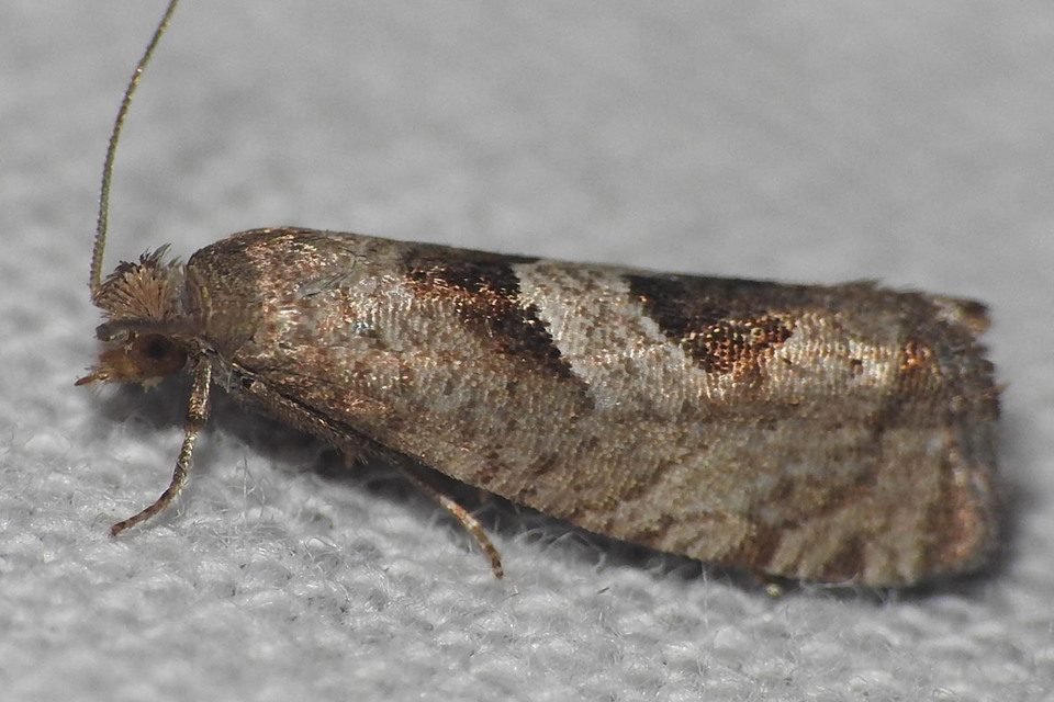 Epiblema junctana - turjáni tükrösmoly