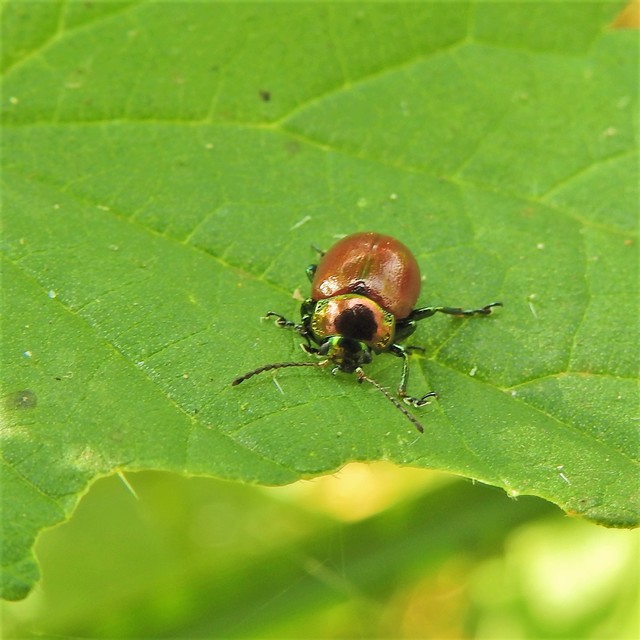 Chrysolina polita - réti mentalevelész