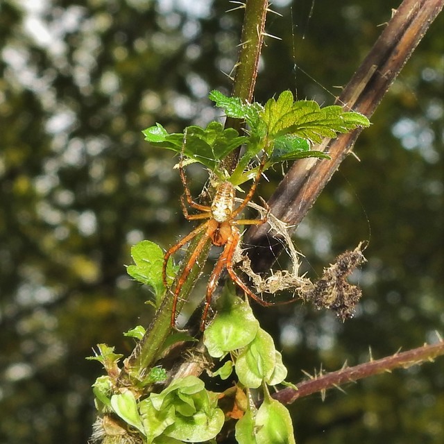Metellina segmentata/mengei