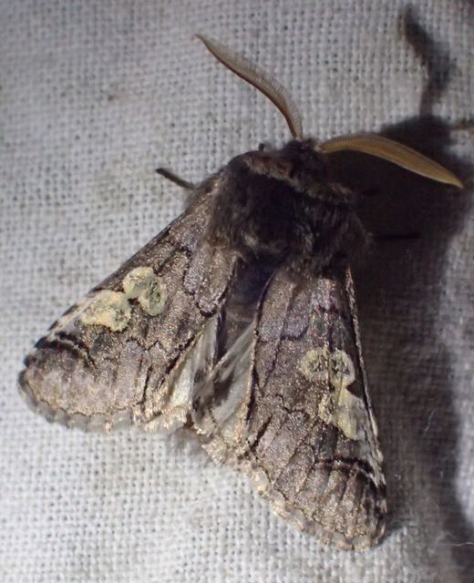 Diloba caeruleocephala - őszi kékesbagoly
