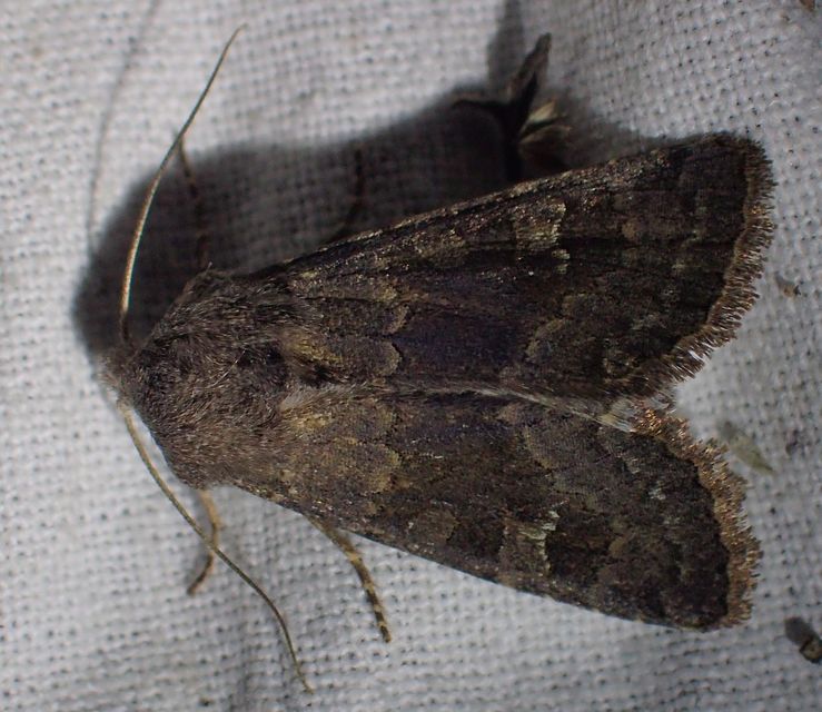 Aporophyla lutulenta - sziki őszibagoly
