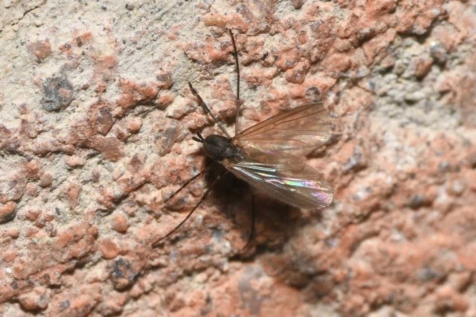 Mycetophilidae - gombaszúnyogok