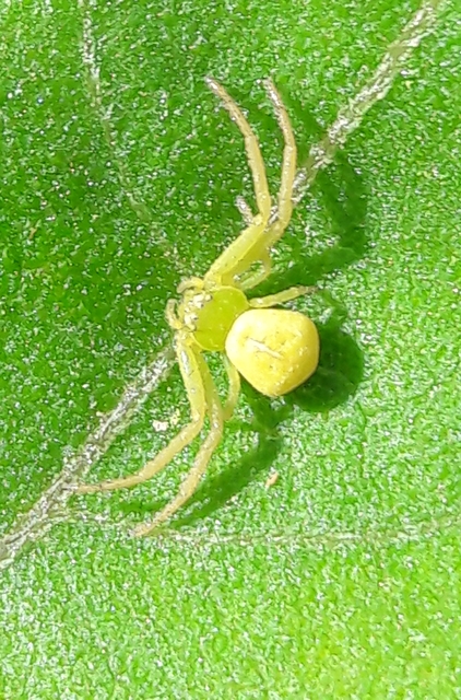 Ebrechtella tricuspidata - alakoskodó karolópók