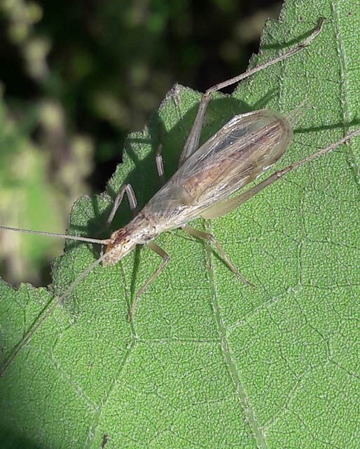 Oecanthus pellucens - pirregőtücsök