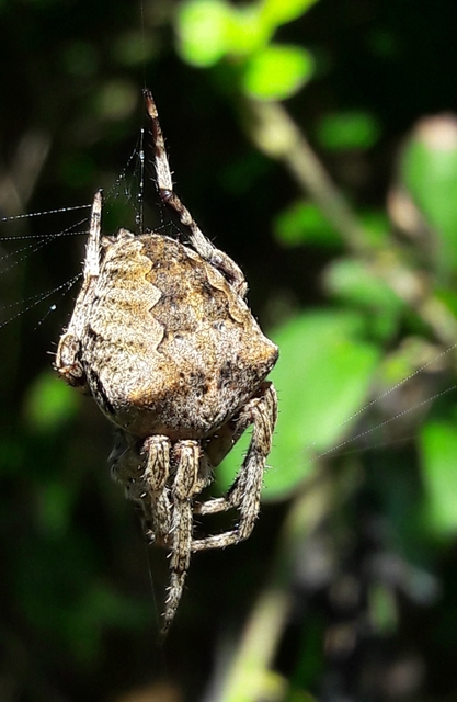 Araneus circe/angulatus