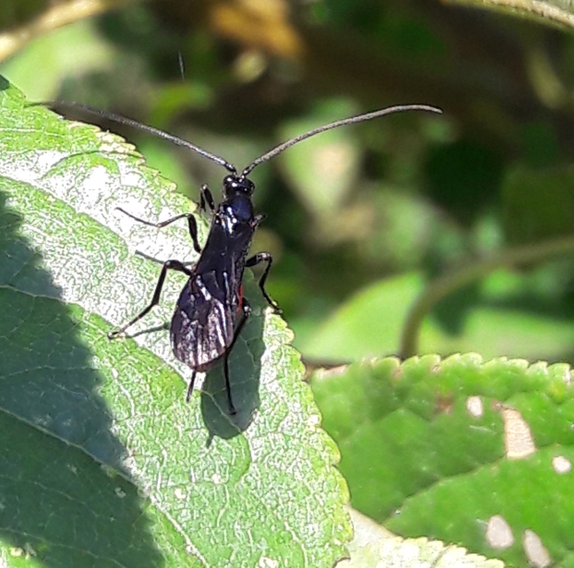 Braconidae - gyilkosfürkészek