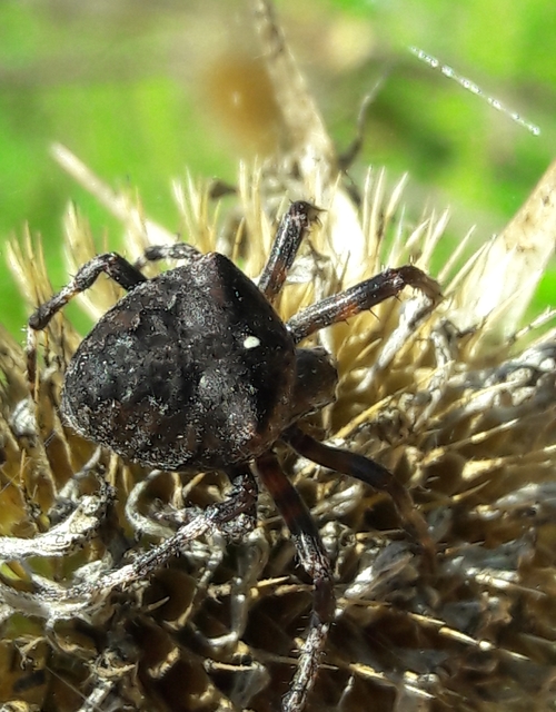 Araneus circe/angulatus