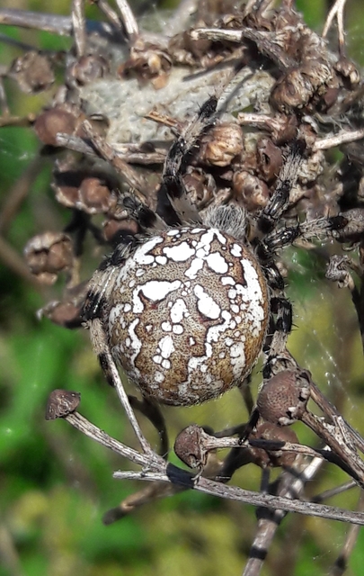 Araneus quadratus - négyes keresztespók