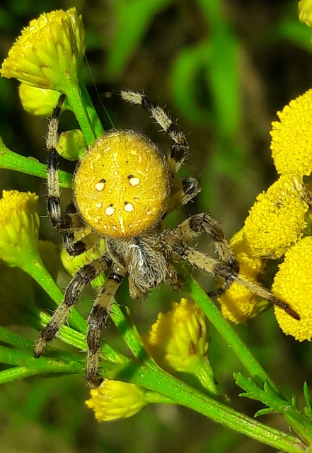Araneus quadratus - négyes keresztespók